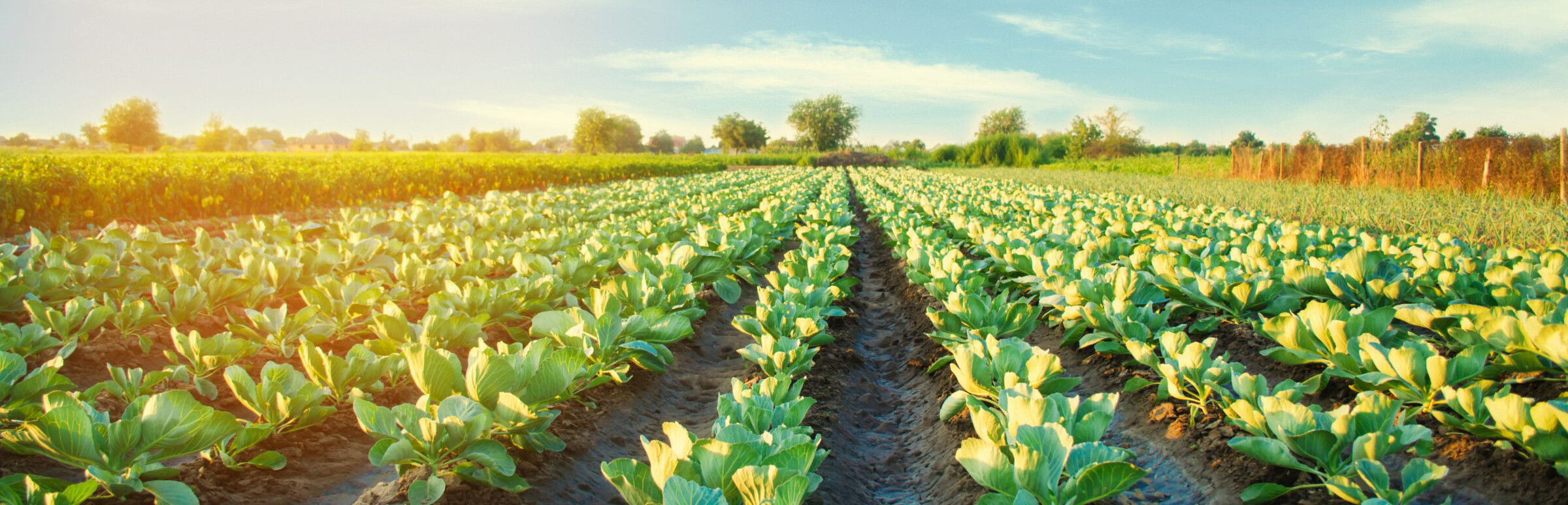Champ agricole avec laitue