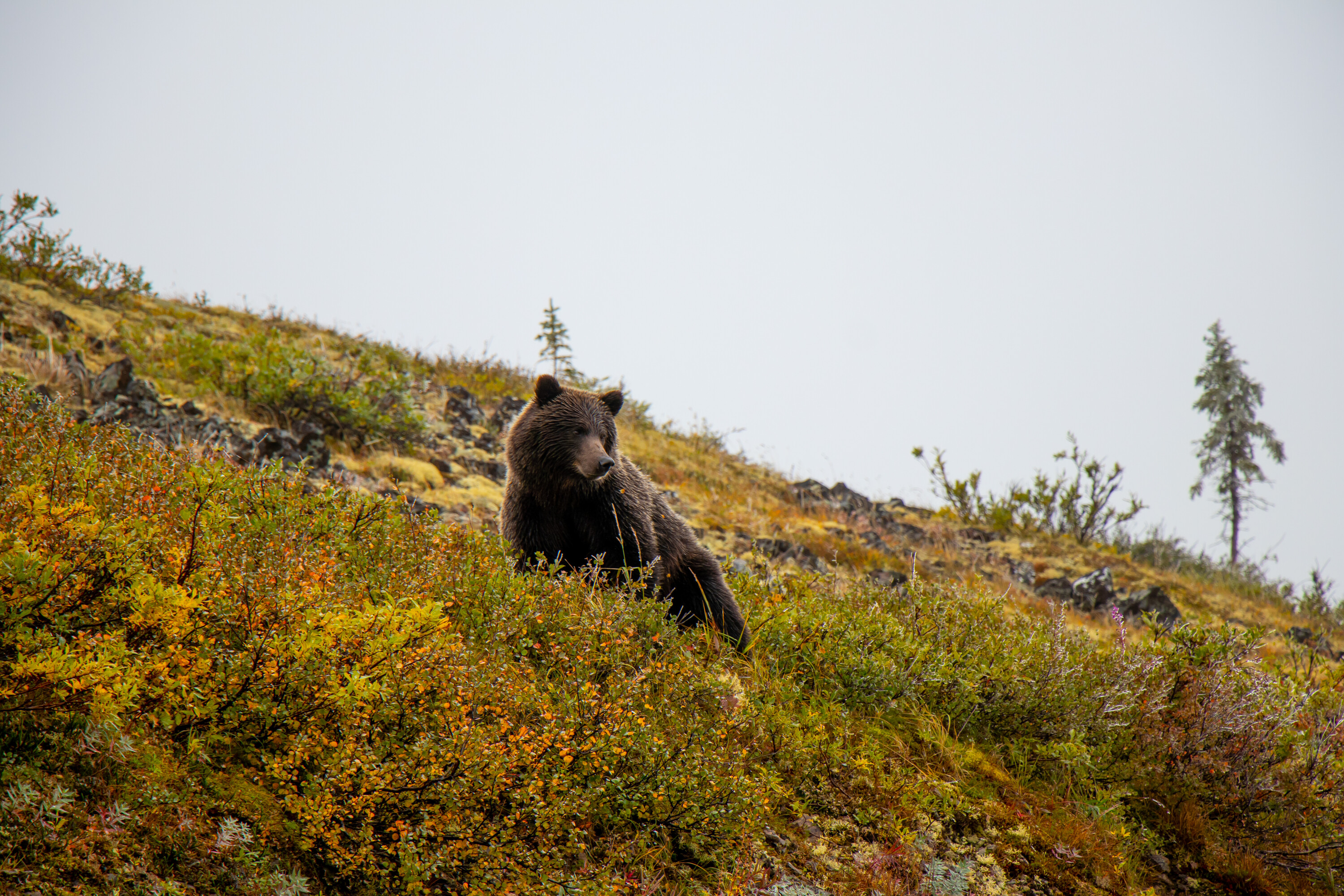 Grizzly bear, Yukon, Canada.