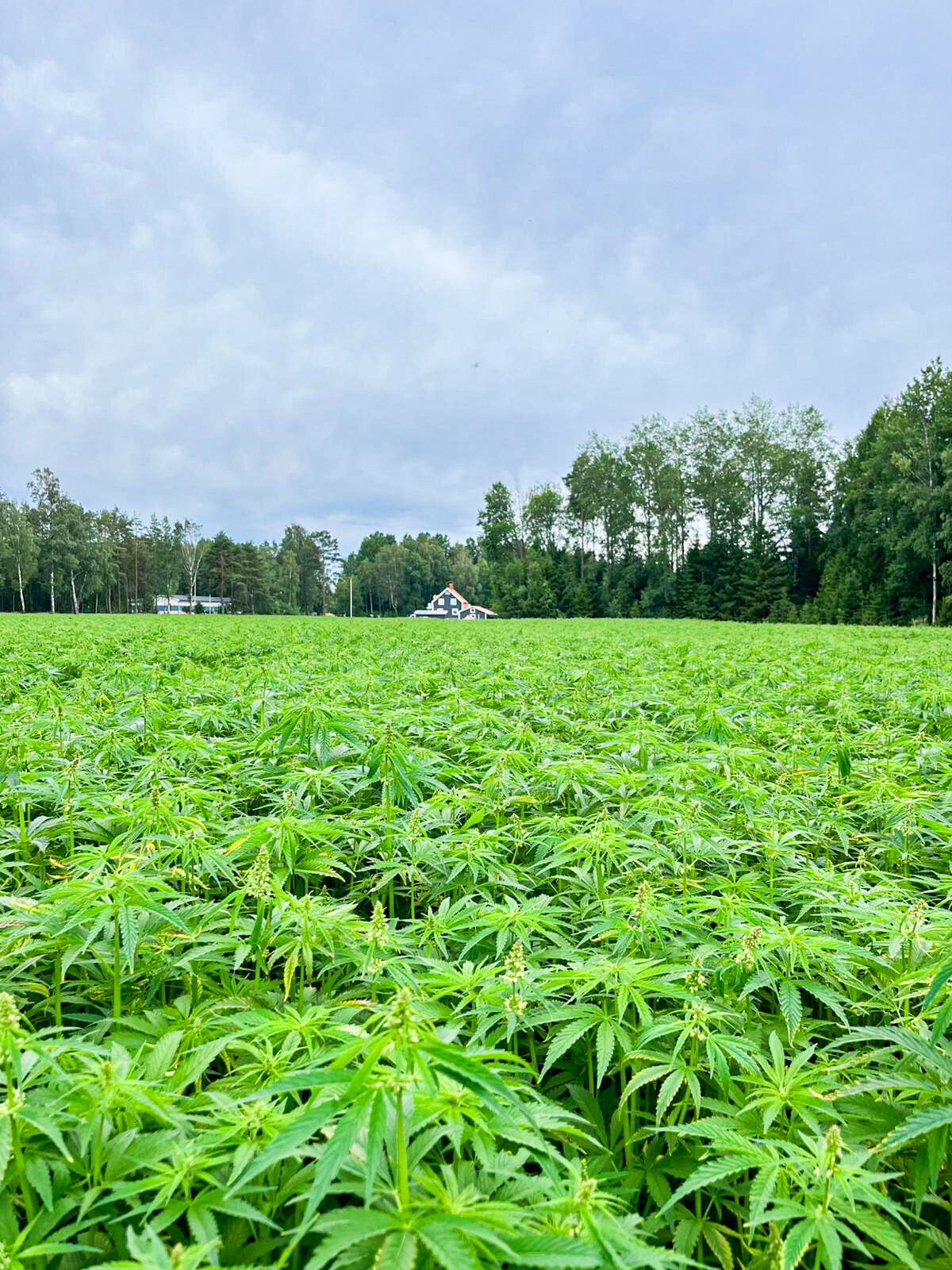 HEJMAS’ test hemp farm in Värmland, Sweden.