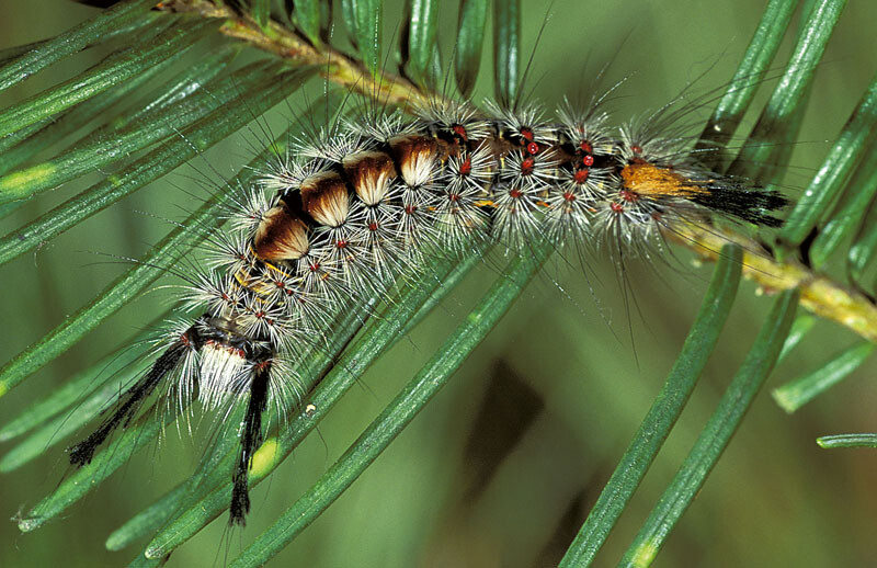 Douglas-fir Tussock Moth