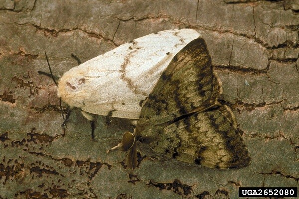 Spongy Moth