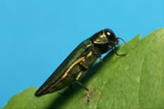 Emerald Ash Borer