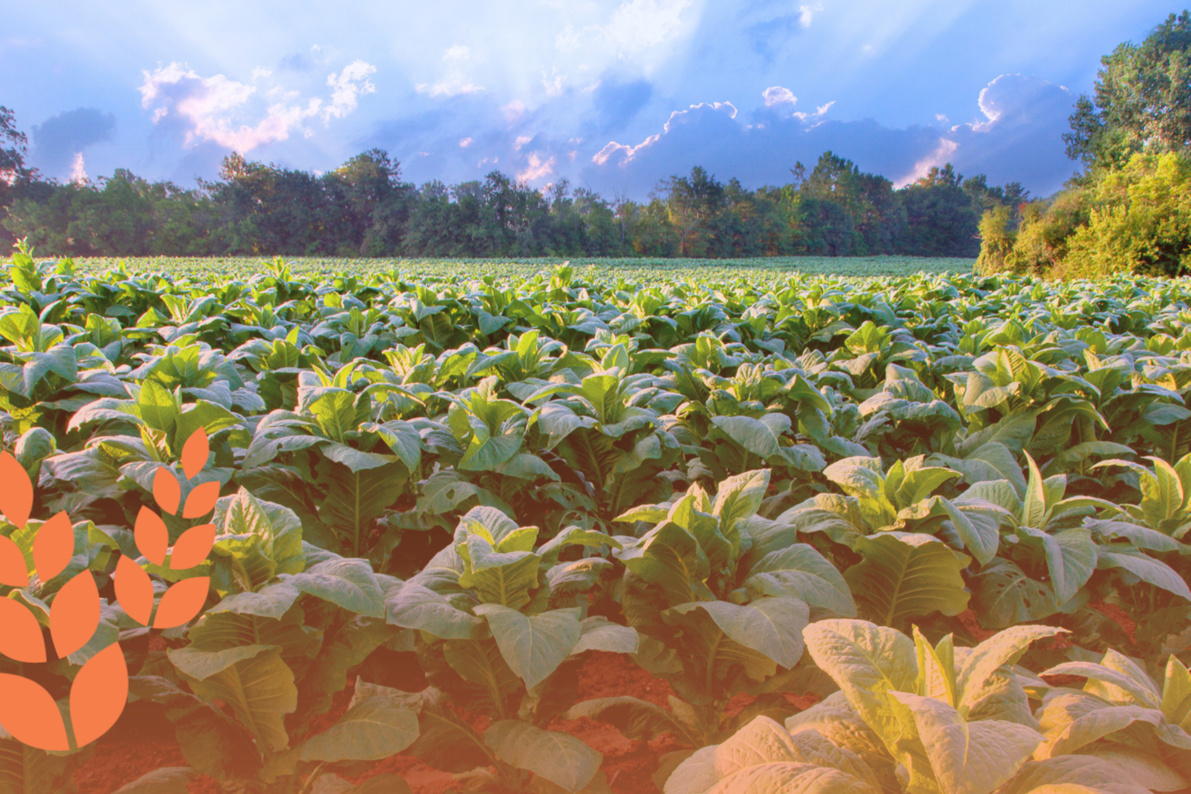 La route vers 2050 : Agriculture