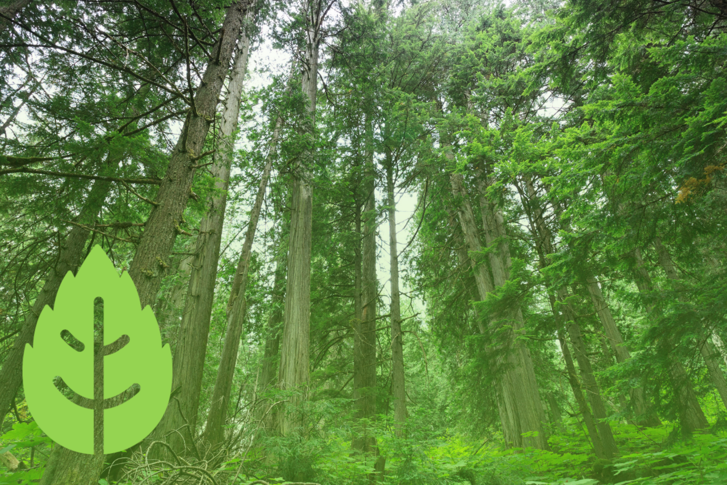 Smart Policy Series 2019: Forestry