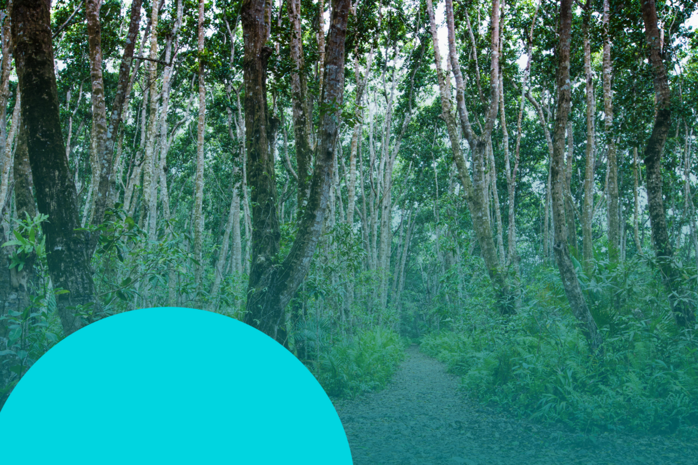 Challenge Case Study: ARCTIC Timber