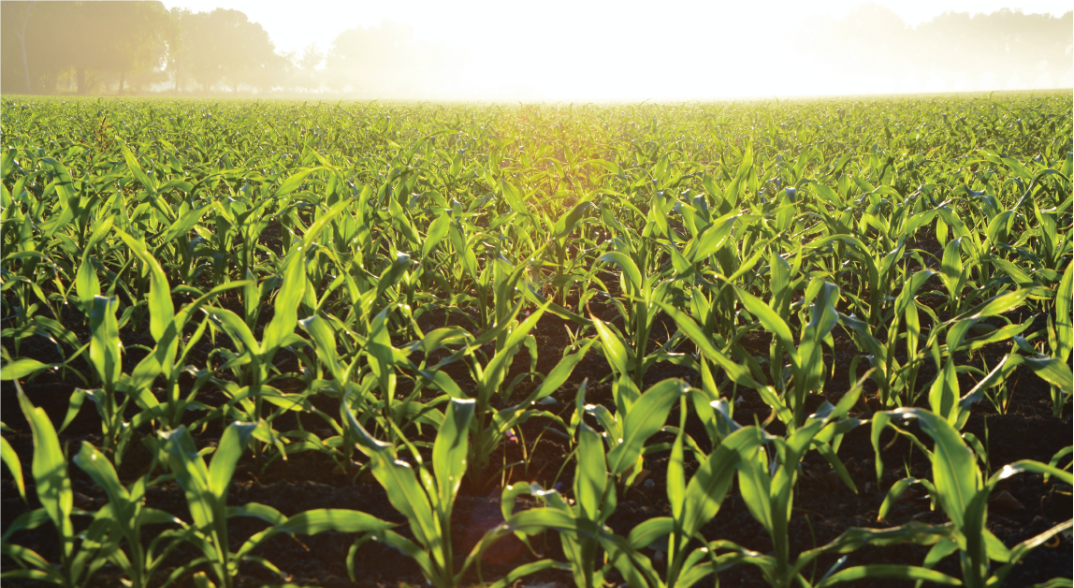 IFAO : Défi de la santé des sols et de la gestion des nutriments