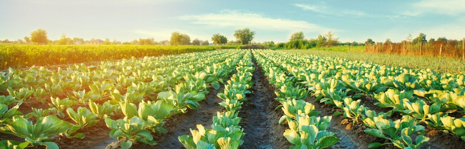 IFAO : Défi "Agtech durable pour la rentabilité