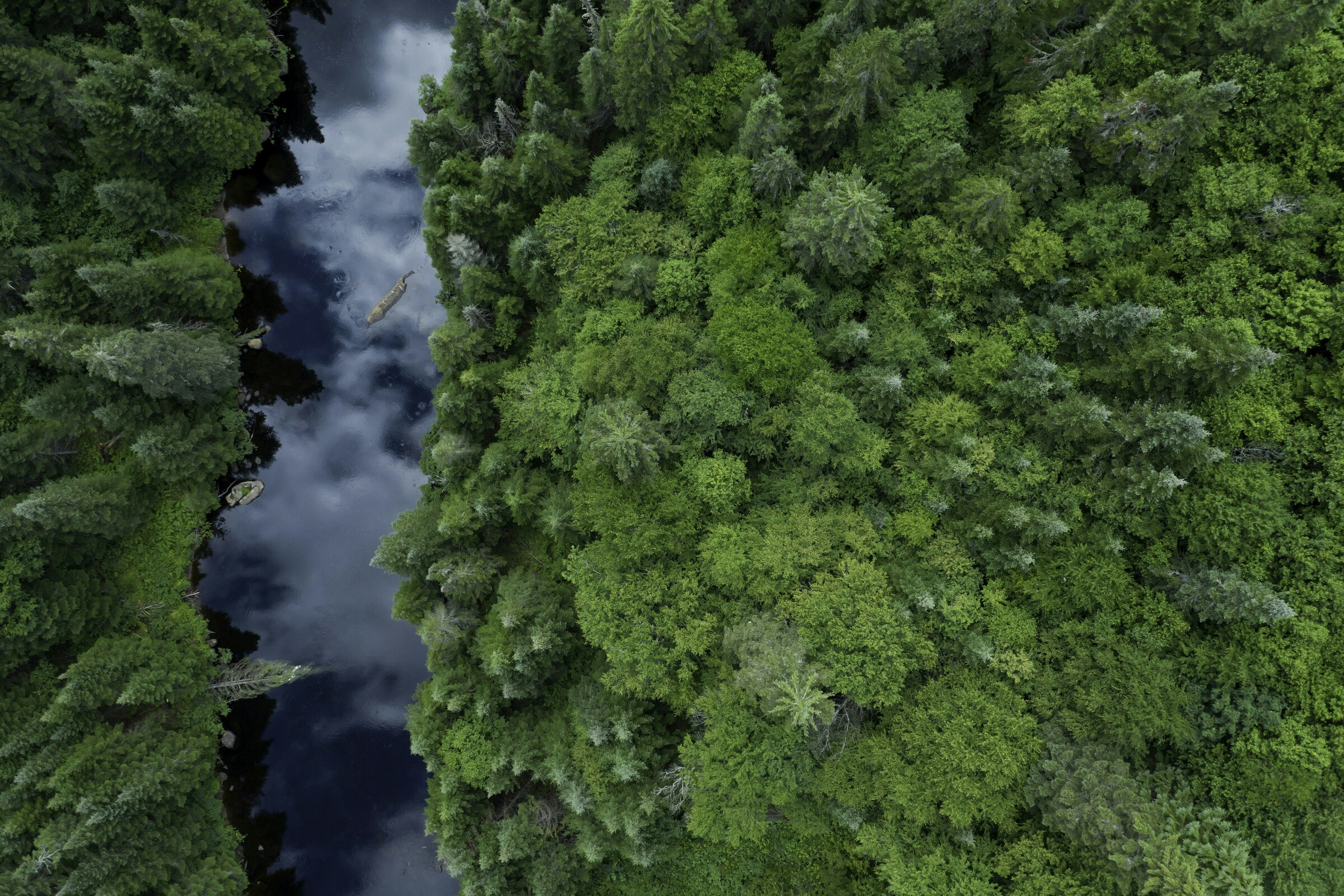 Unlocking Opportunities in the Forest Bioeconomy