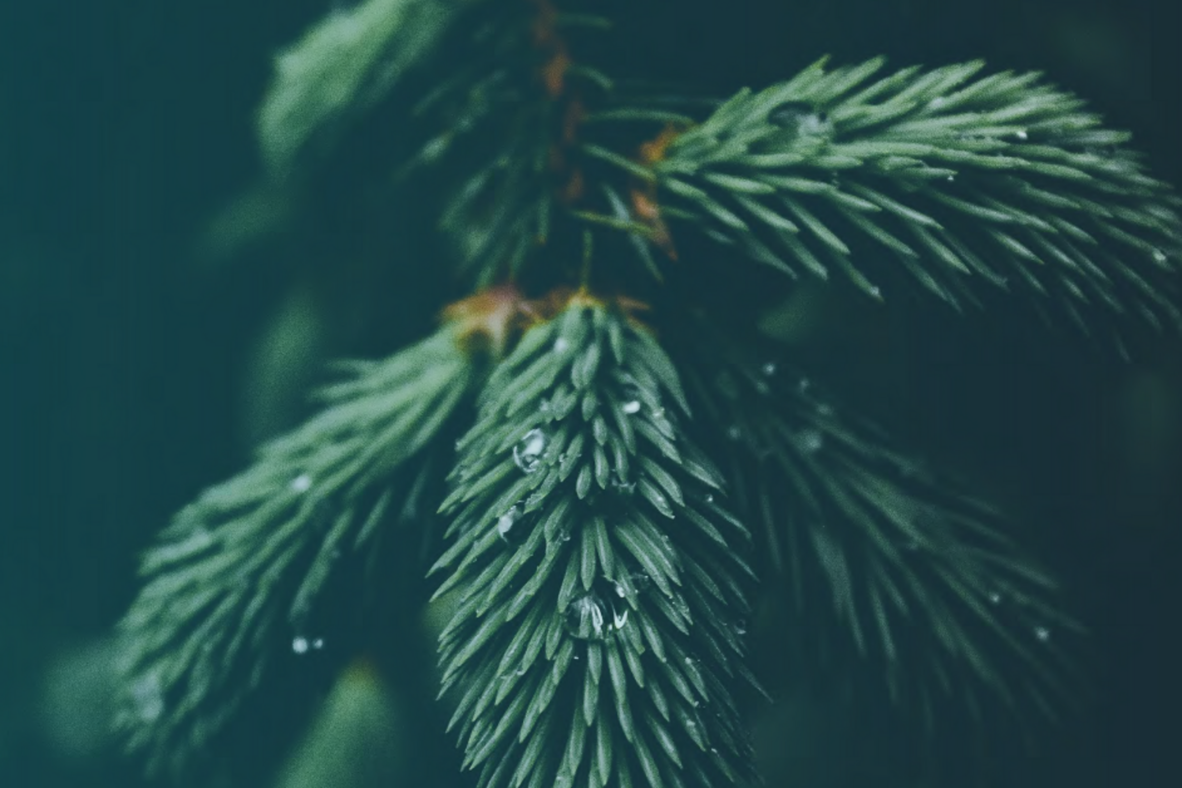 Growing Connections Across Canada’s Forest Bioeconomy