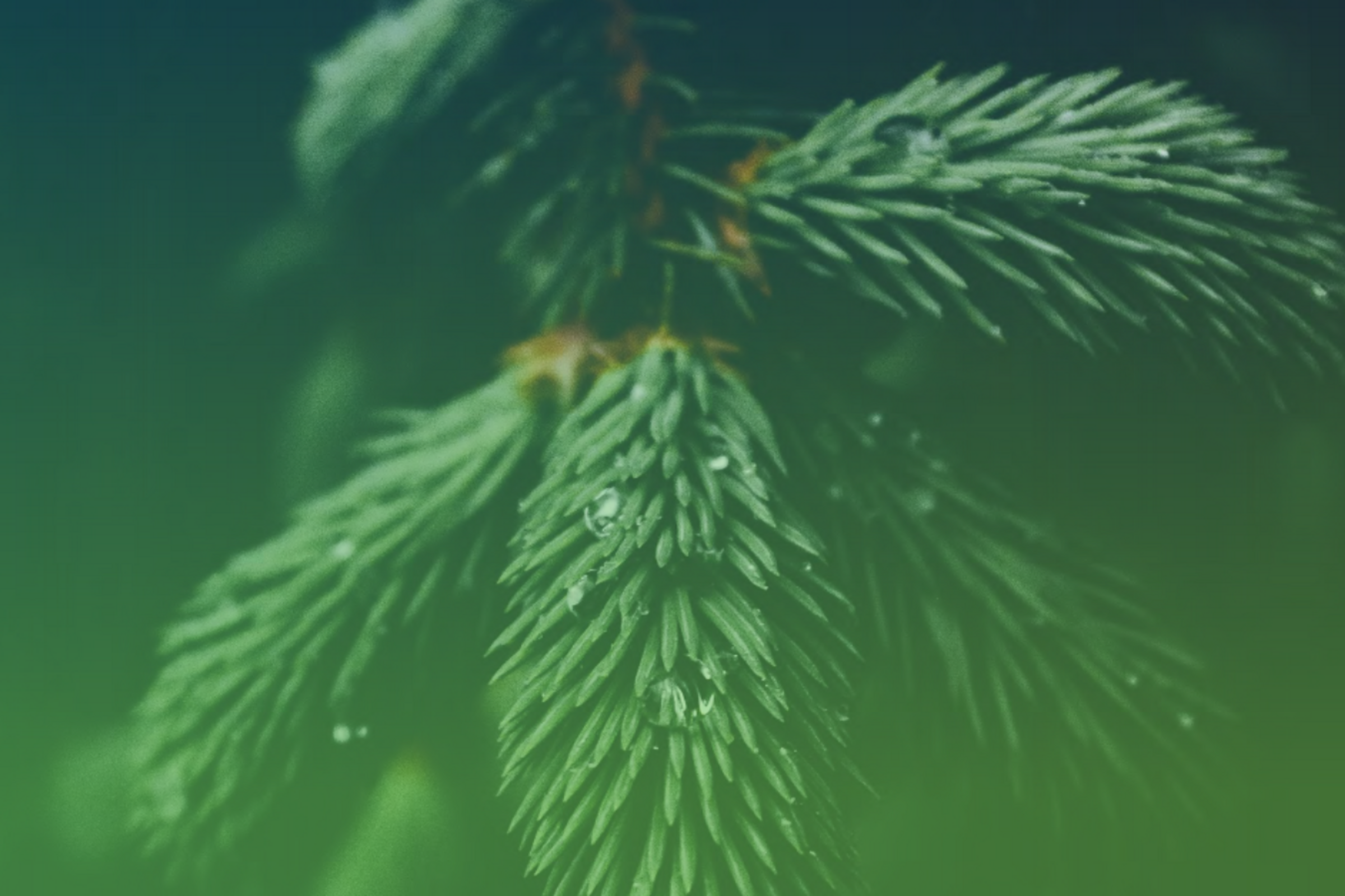 Canada’s Ventures to Value Chains: Forest Bioeconomy 