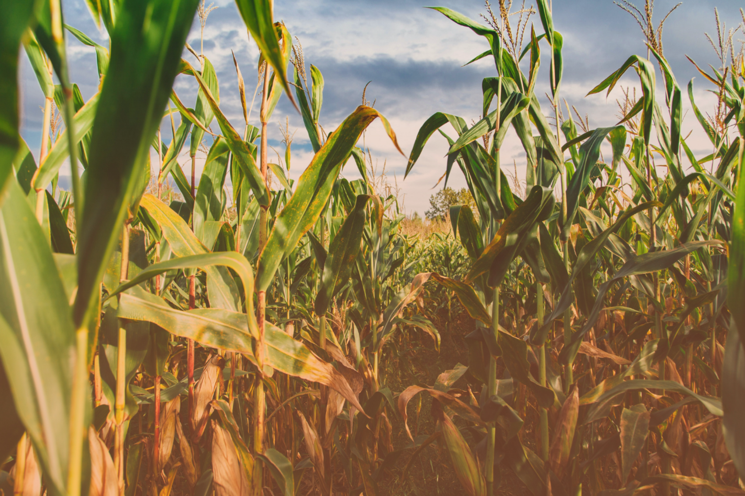 Canada’s Ventures to Value Chains: Agri-Foods