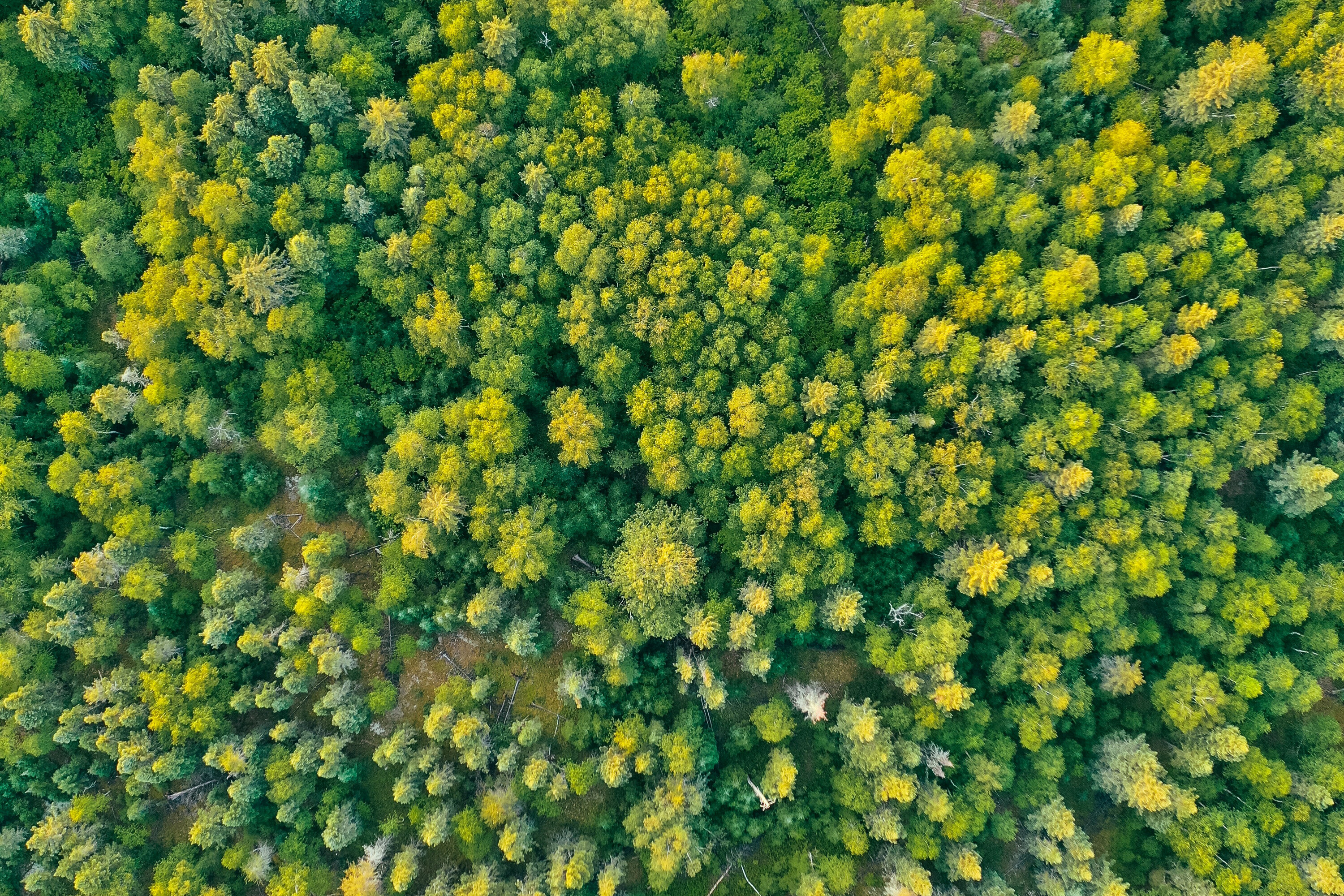 Bioéconomie - Votre guide essentiel pour naviguer dans l'innovation du secteur de la bioéconomie au Canada.