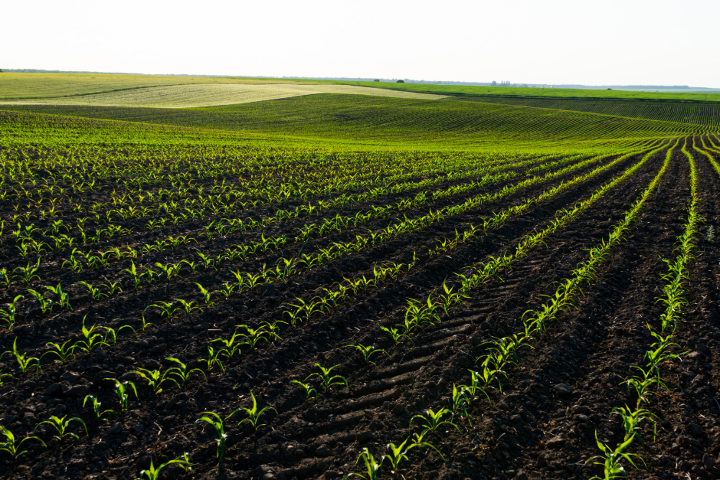 Foresight s'associe à la Banque canadienne pour relever les défis de l'agriculture canadienne