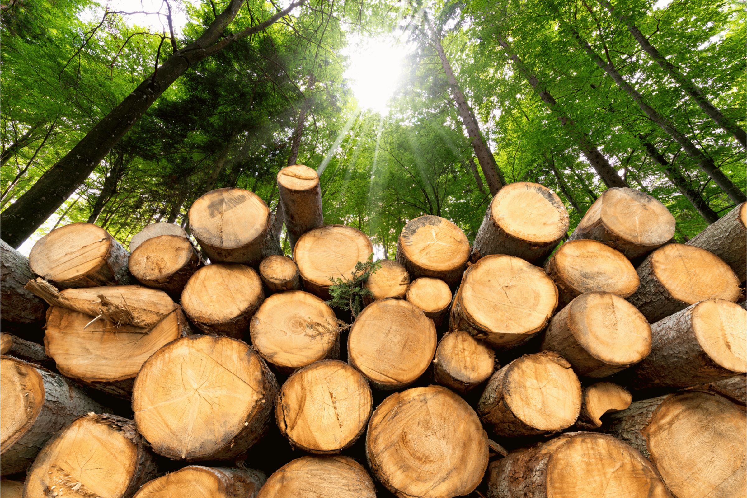 BC Cleantech Export Report: Forest Bioeconomy