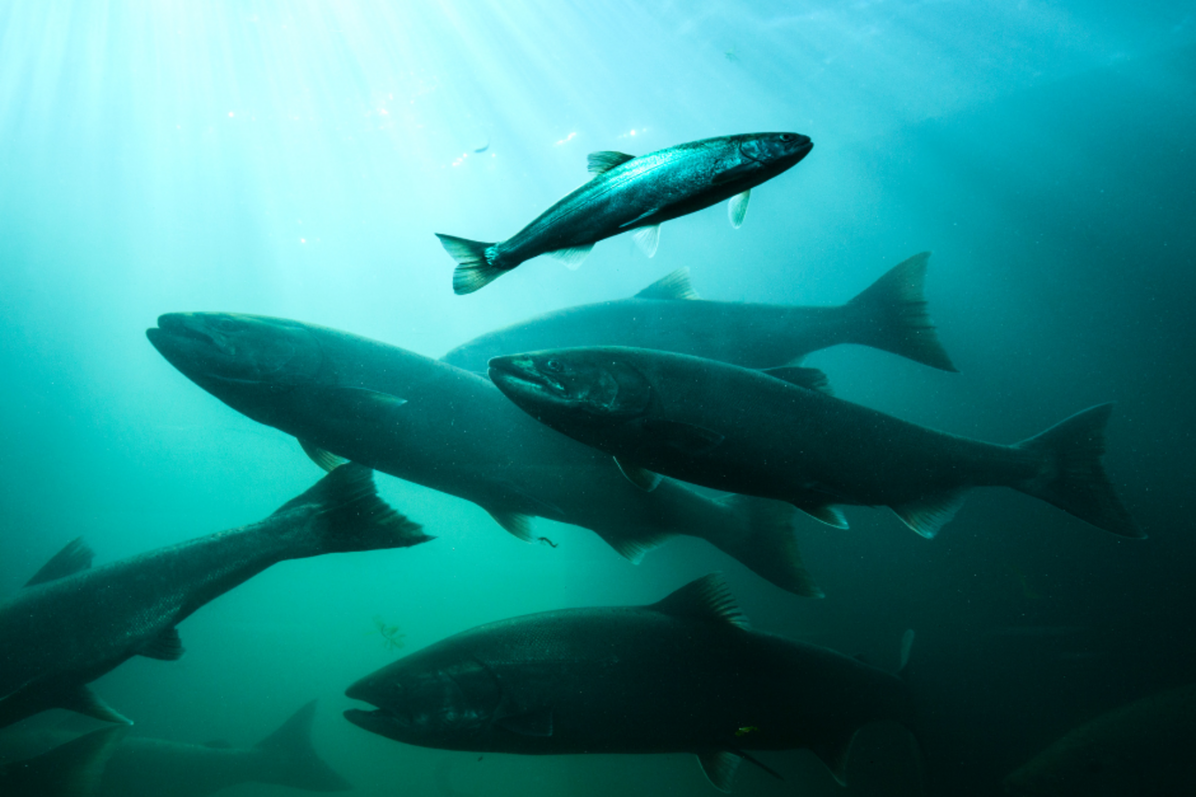 Un nouvel outil aide à protéger les cours d'eau et les poissons de l'Okanagan grâce à des informations scientifiques en temps réel