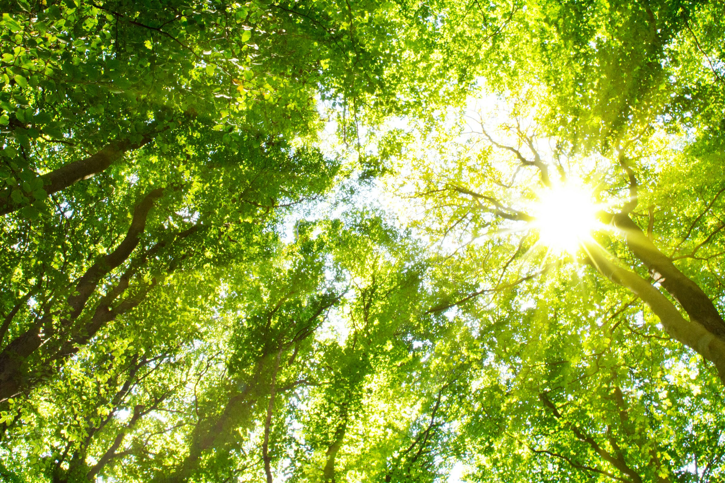 Unlocking Opportunities in the Forest Bioeconomy (Update)