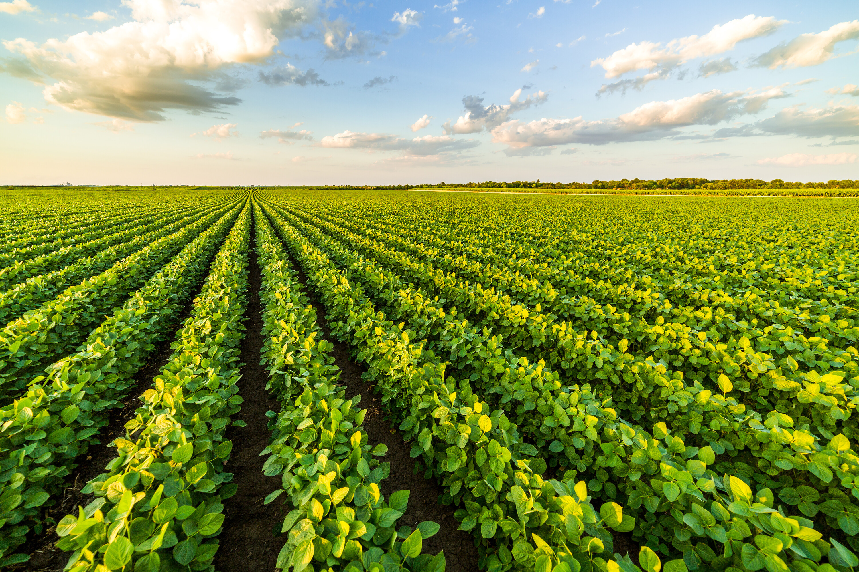 <strong>Food Security</strong> - Indigenous-led food sovereignty; agtech & precision farming; regenerative agriculture & soil health