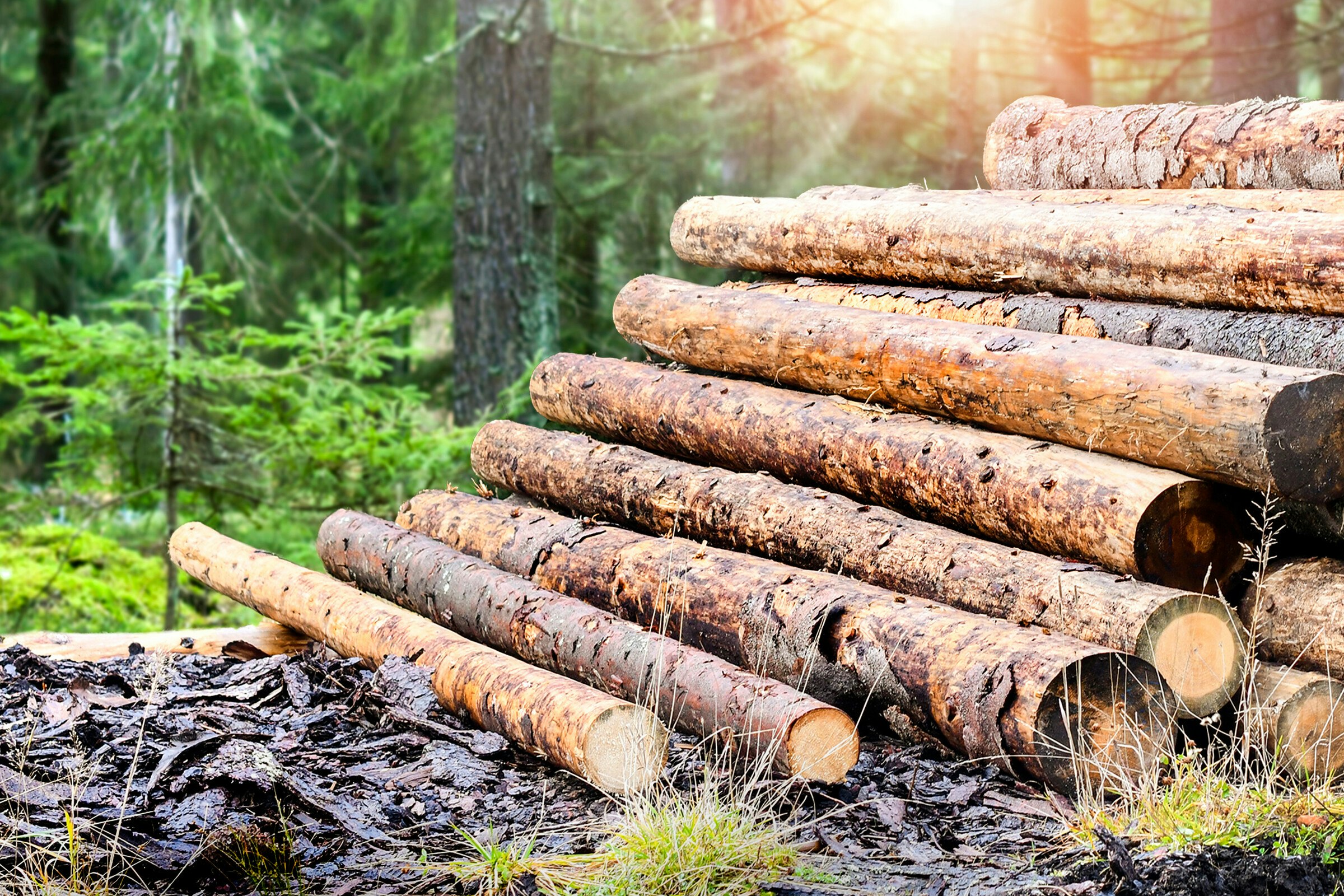 Solidifying BC’s Leadership in the Forest Bioeconomy