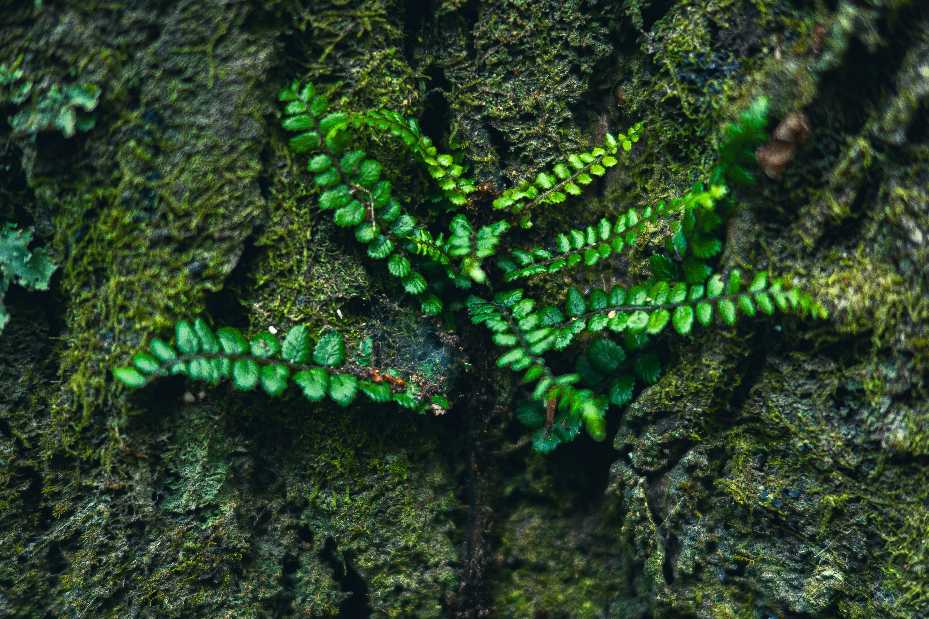 Bioeconomy - Wildfire mitigation; forest management; sustainable packaging & biomaterials; biofuels & petroleum alternatives