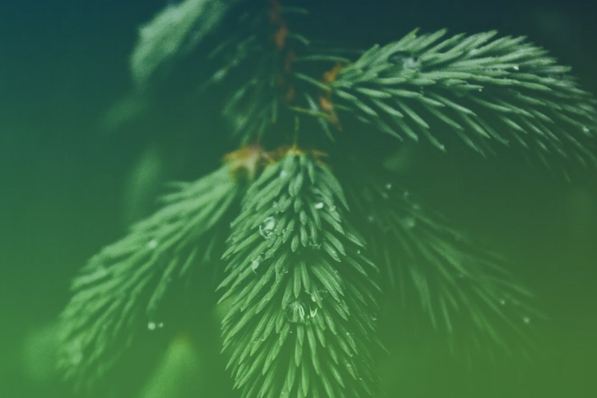 <span>Canada&rsquo;s Ventures to Value Chains: Forest Bioeconomy</span> - Canada&rsquo;s Ventures to Value Chains: Forest Bioeconomy is part of a Foresight initiative leveraging data from technology companies and other key partners to map, categorize, and analyze strategically important industry value chains for Canada in the clean economy.