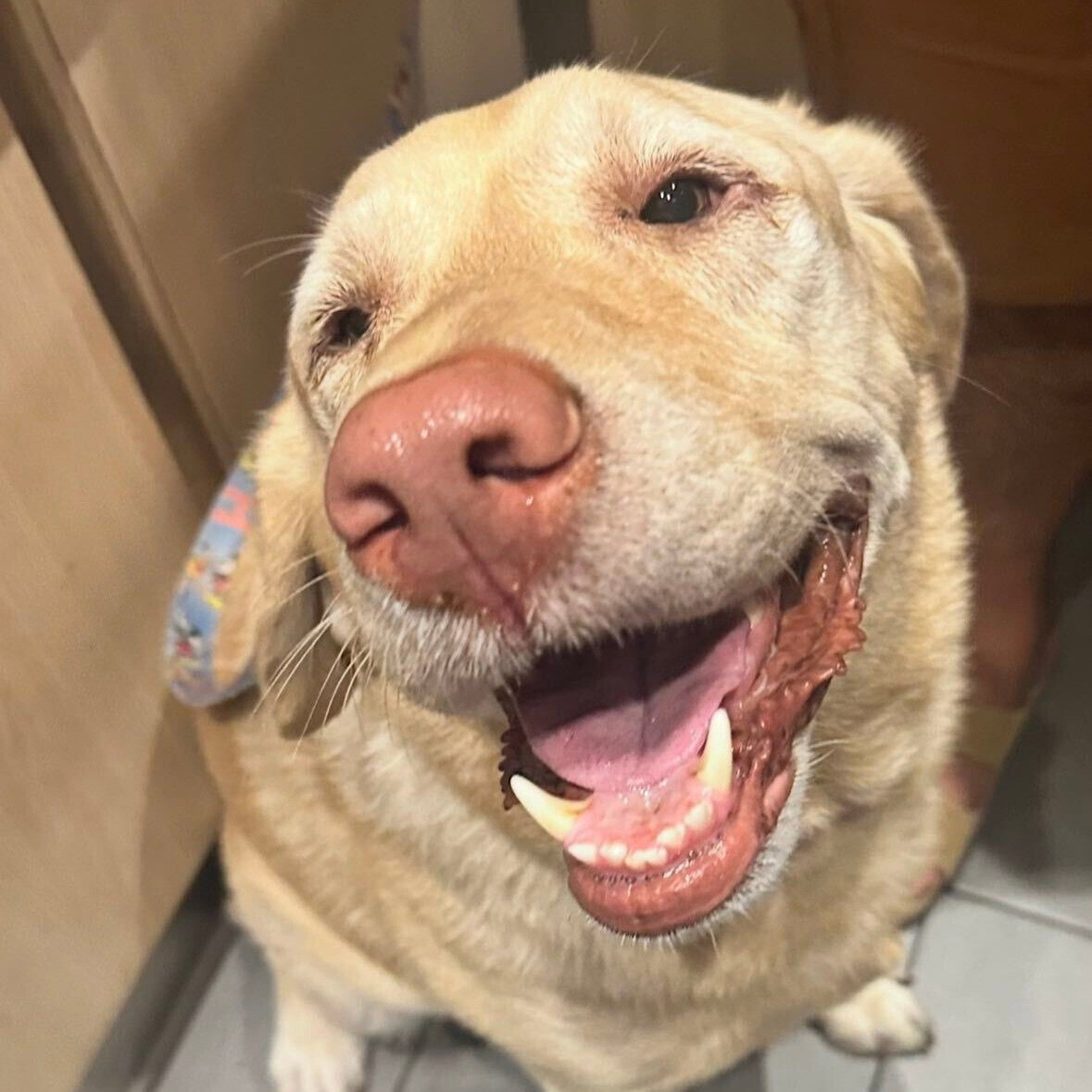 Meet Maple, one of Foresight's fuzzy coworkers.