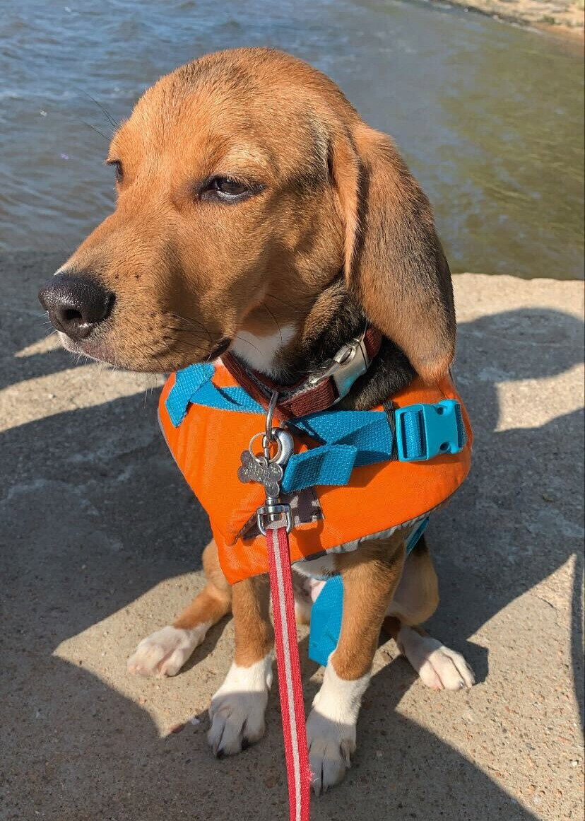 Bagel enjoying lake life.