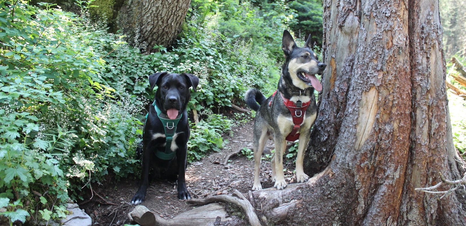 Stanley (left) and Joe (right) on a hiking trip.