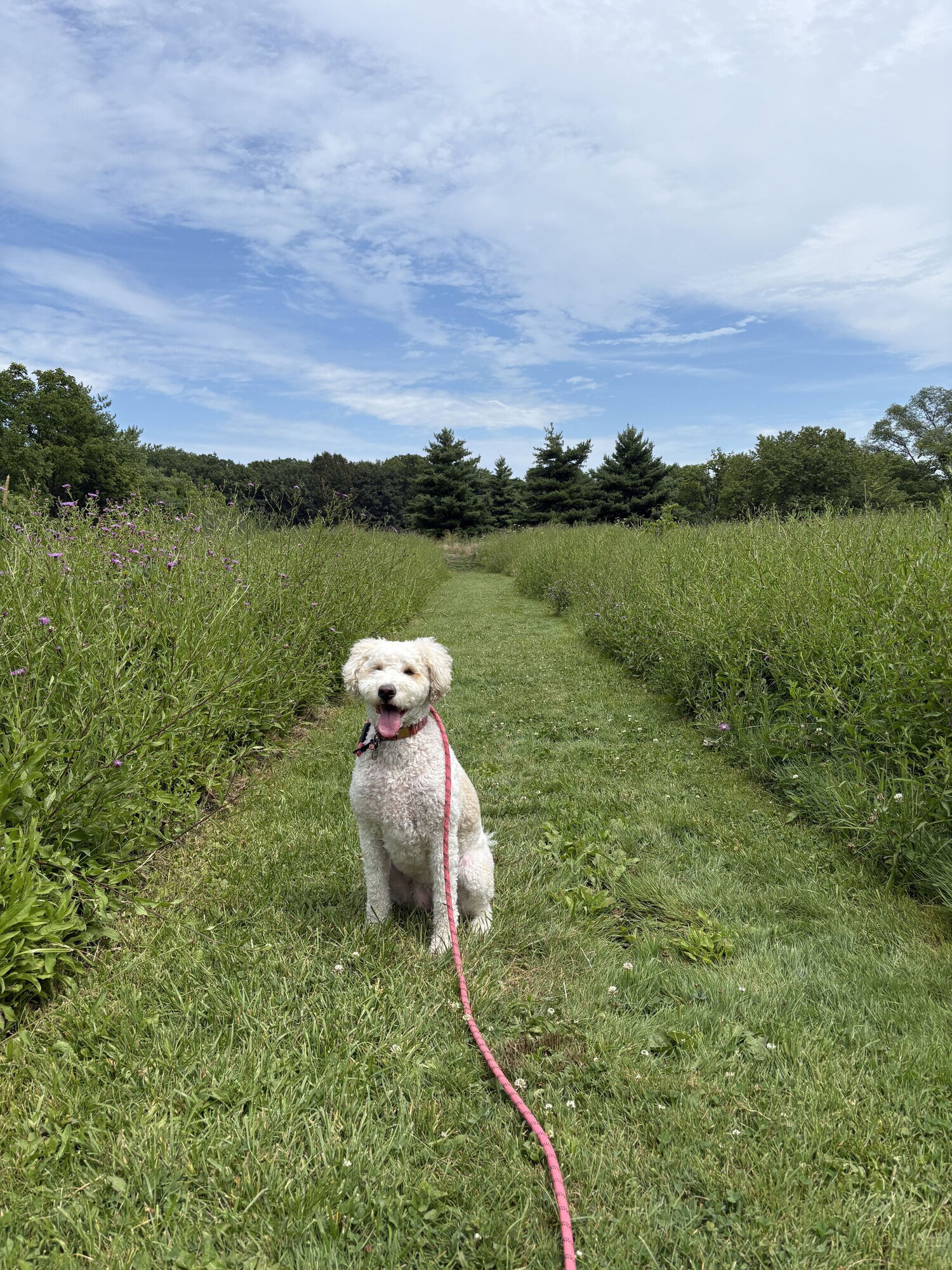 Marble enjoying a summer walk.