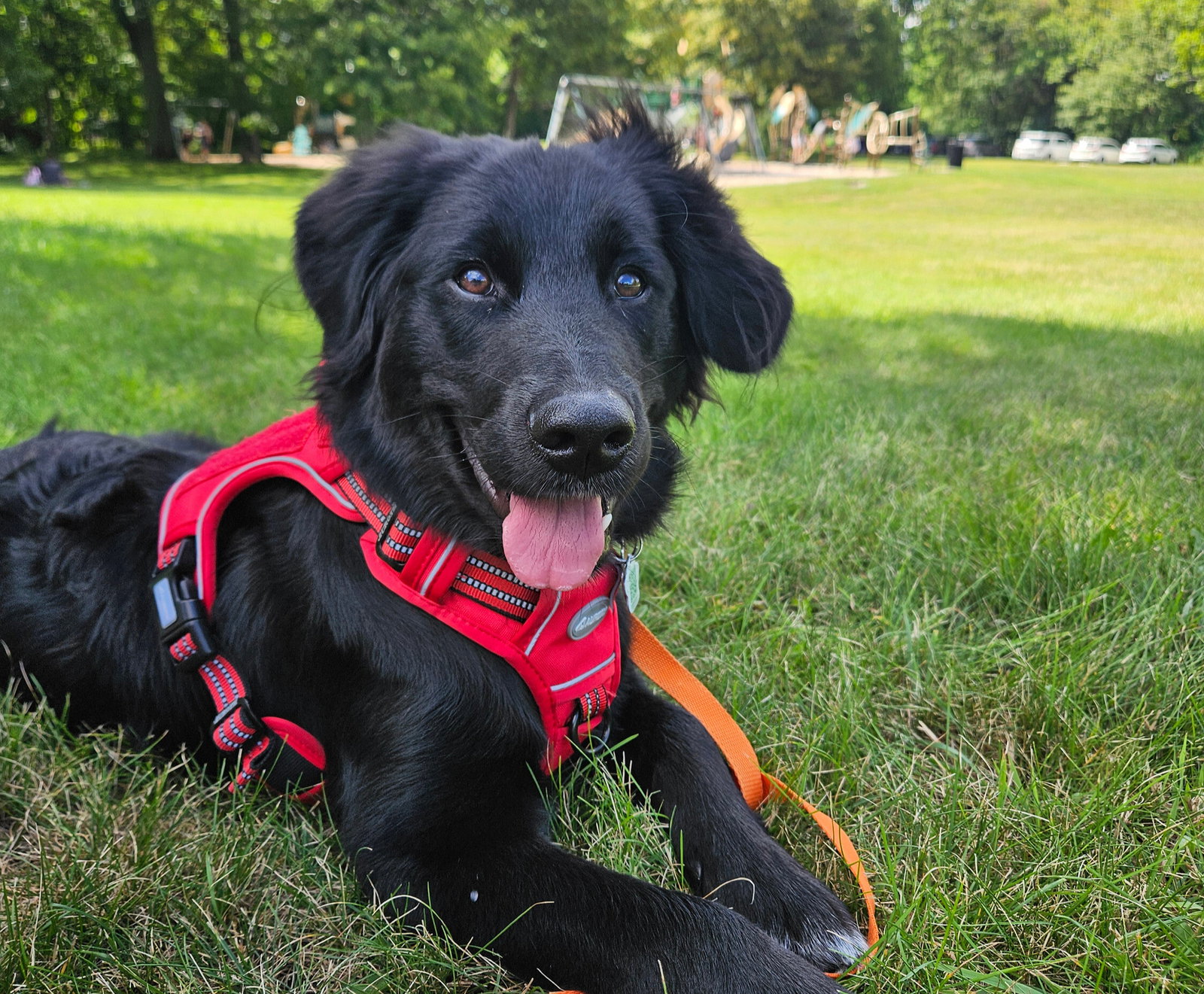 Finnegan, the best boy.