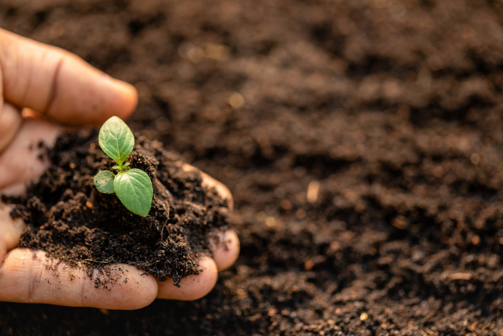 Life After Death: Soil Science for Living Memorials